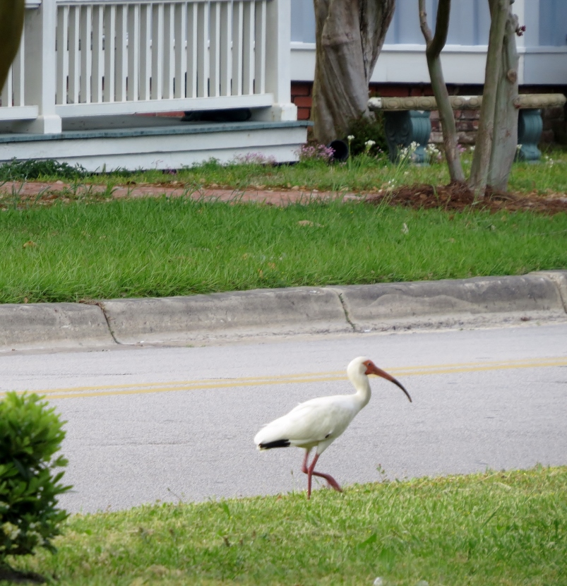 Coastal Lawn Ornaments - Meg Forward