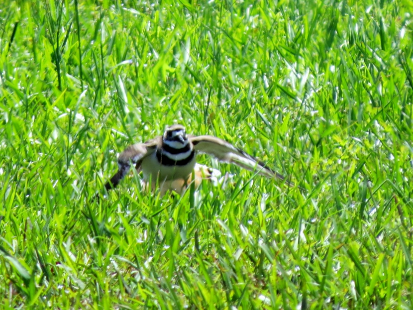 A Killdeer Family Birds of Beaufort NC