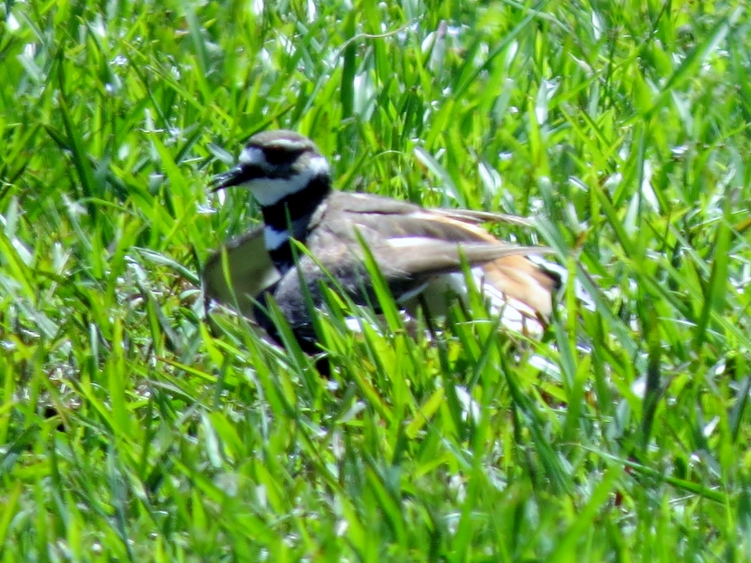 A Killdeer Family Birds of Beaufort NC