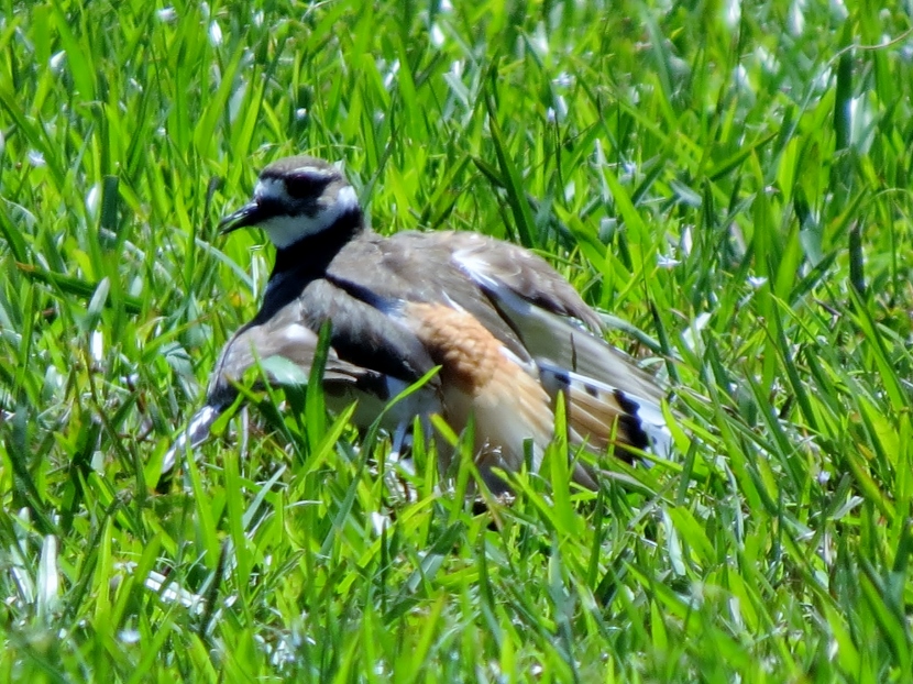 A Killdeer Family Birds of Beaufort NC