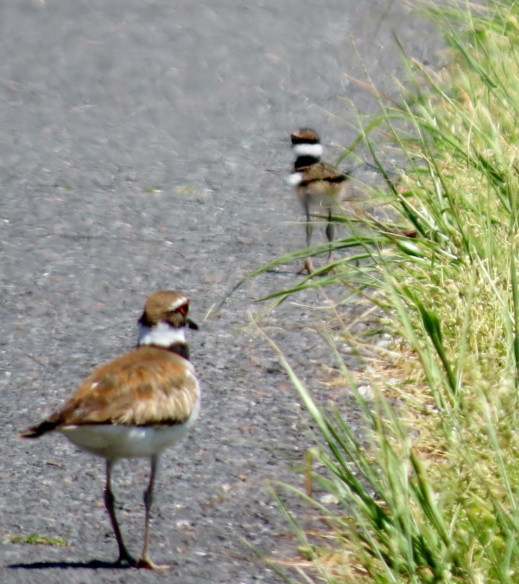 A Killdeer Family Birds of Beaufort NC