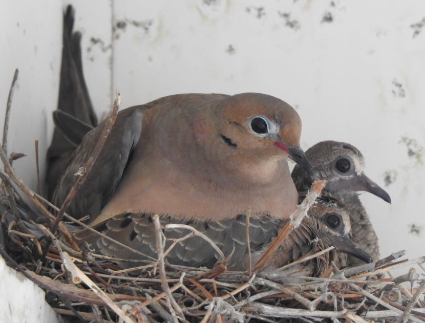 A Dove's Nest Meg Forward