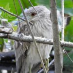 Juvenile Night Heron