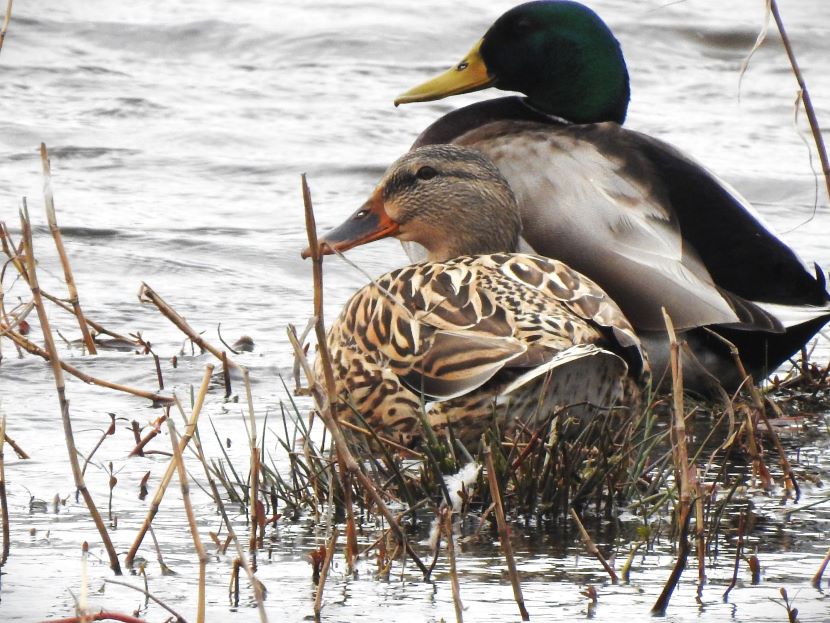 This image has an empty alt attribute; its file name is mallard-duck.jpg