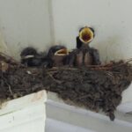 Barn Swallow Nest
