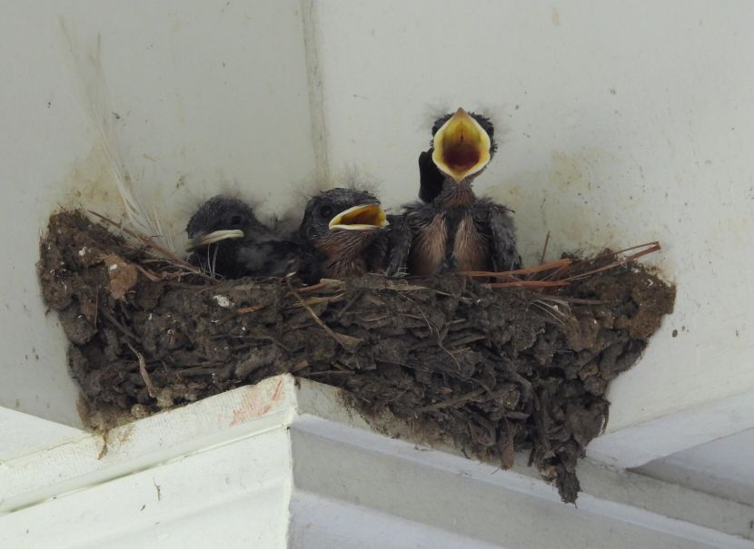 Barn Swallow Nest
